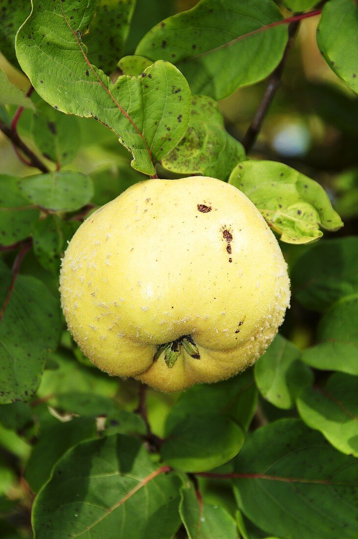A quince on the tree