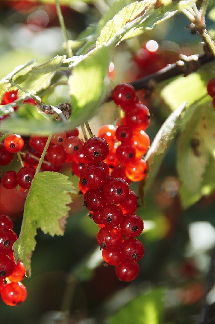 Branch with redcurrants