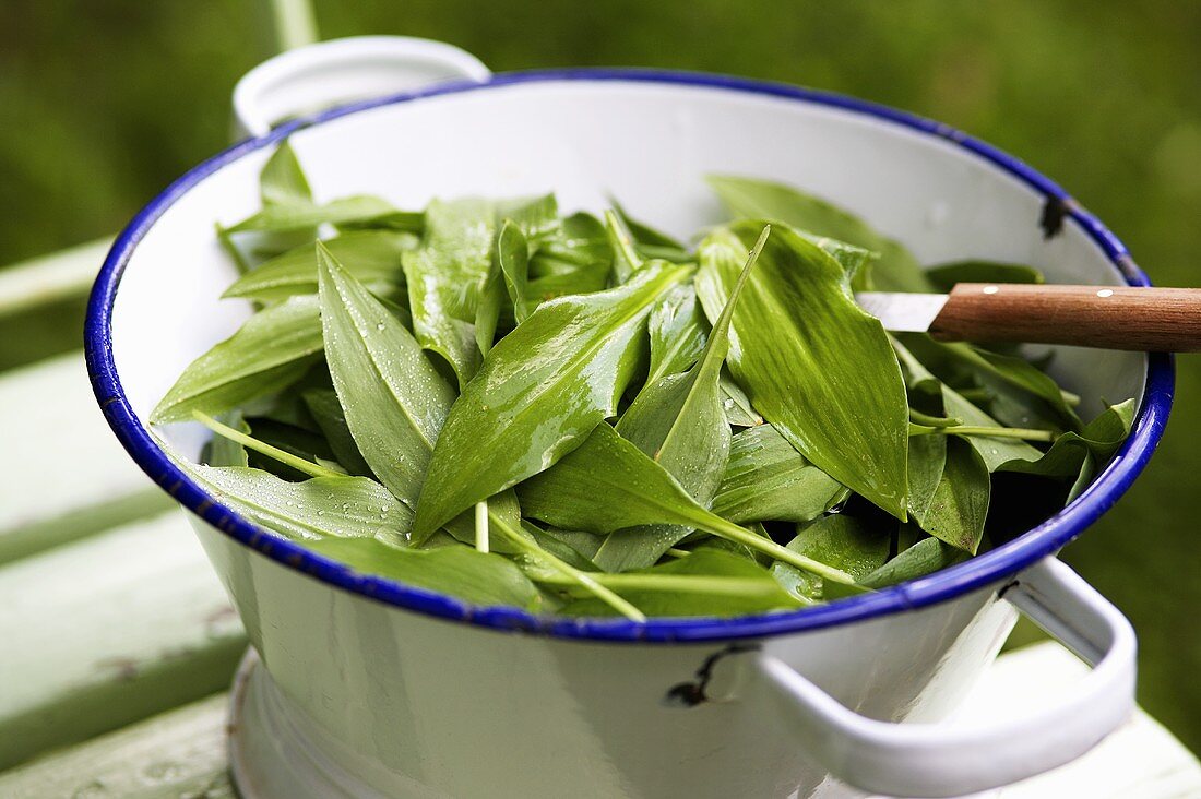 Fresh ramsons (wild garlic) in colander