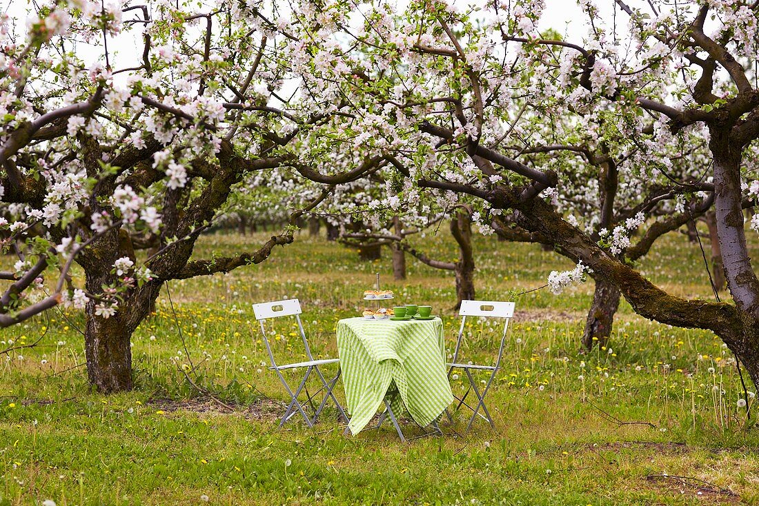 Gedeckter Tisch unter blühenden Obstbäumen