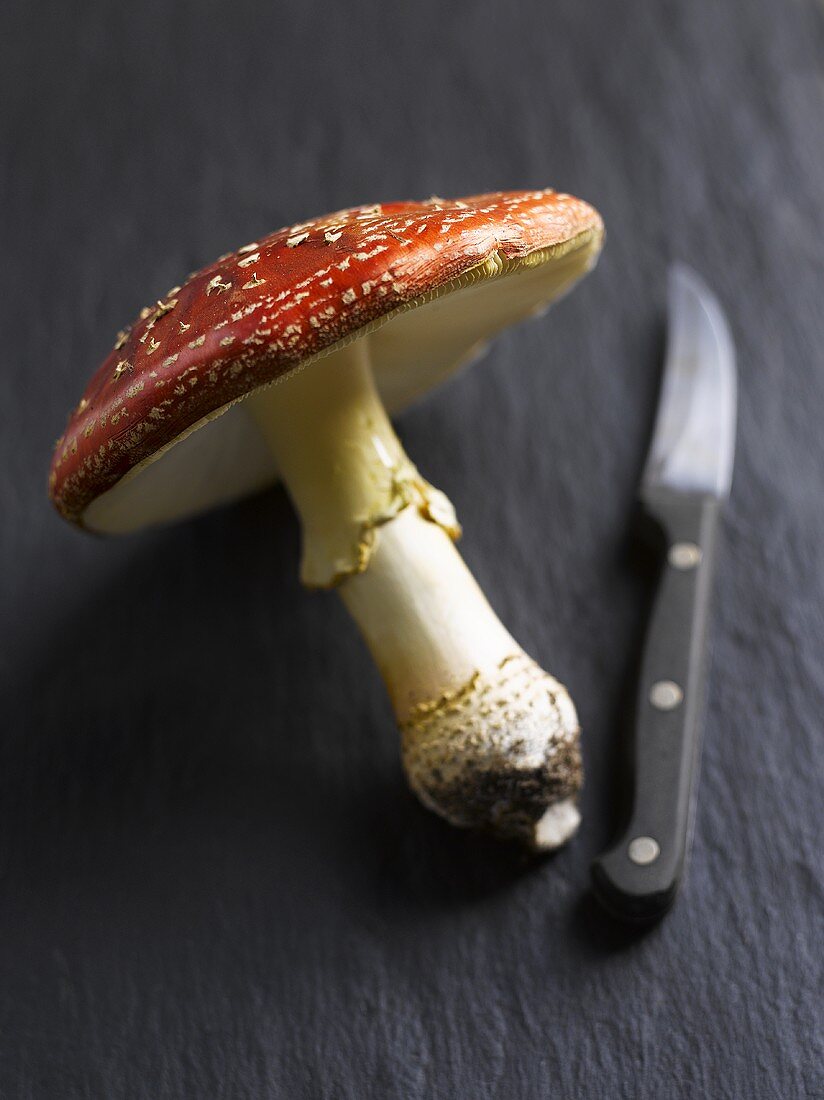 A fly agaric toadstool with knife