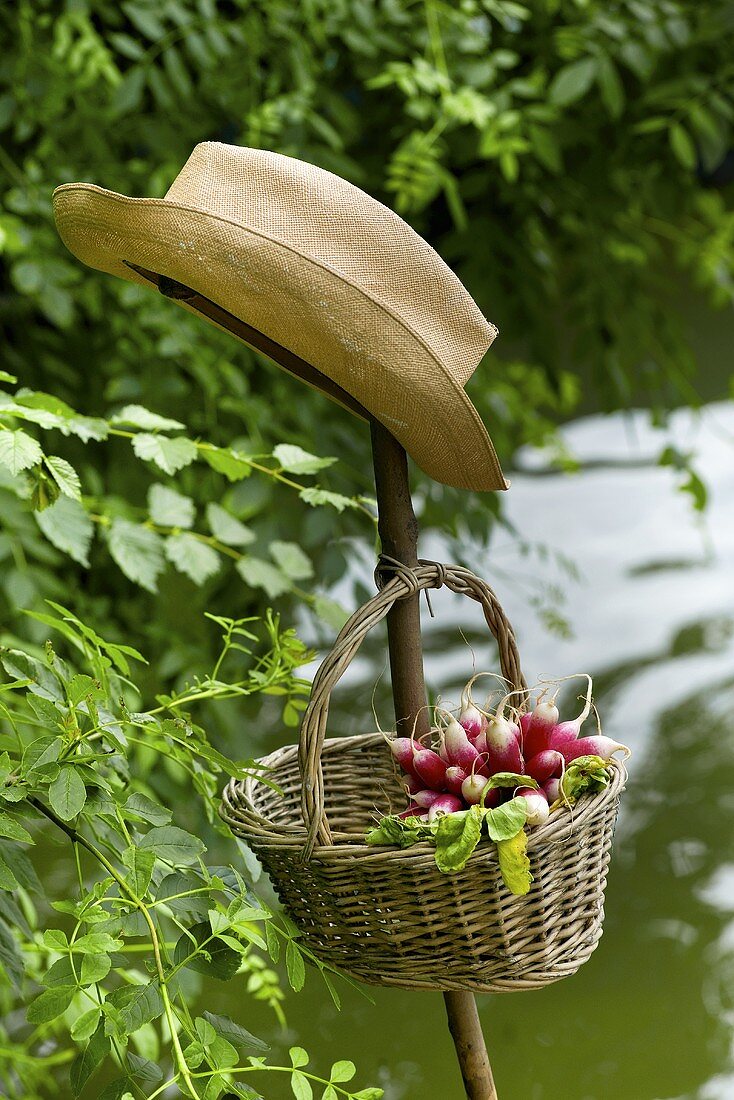 Basket of radishes and a hat