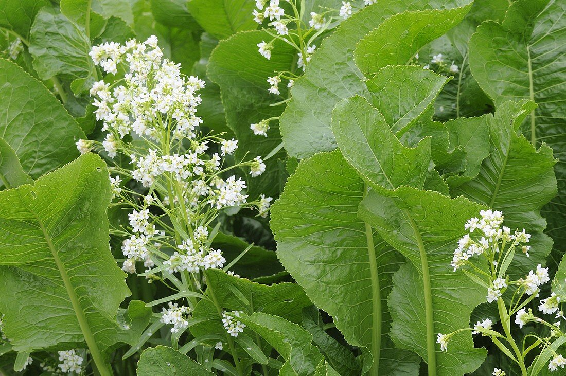 Meerrettichpflanzen mit Blüten