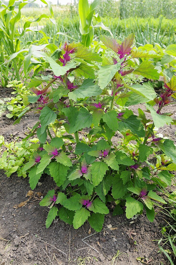 Tree spinach plants in vegetable bed