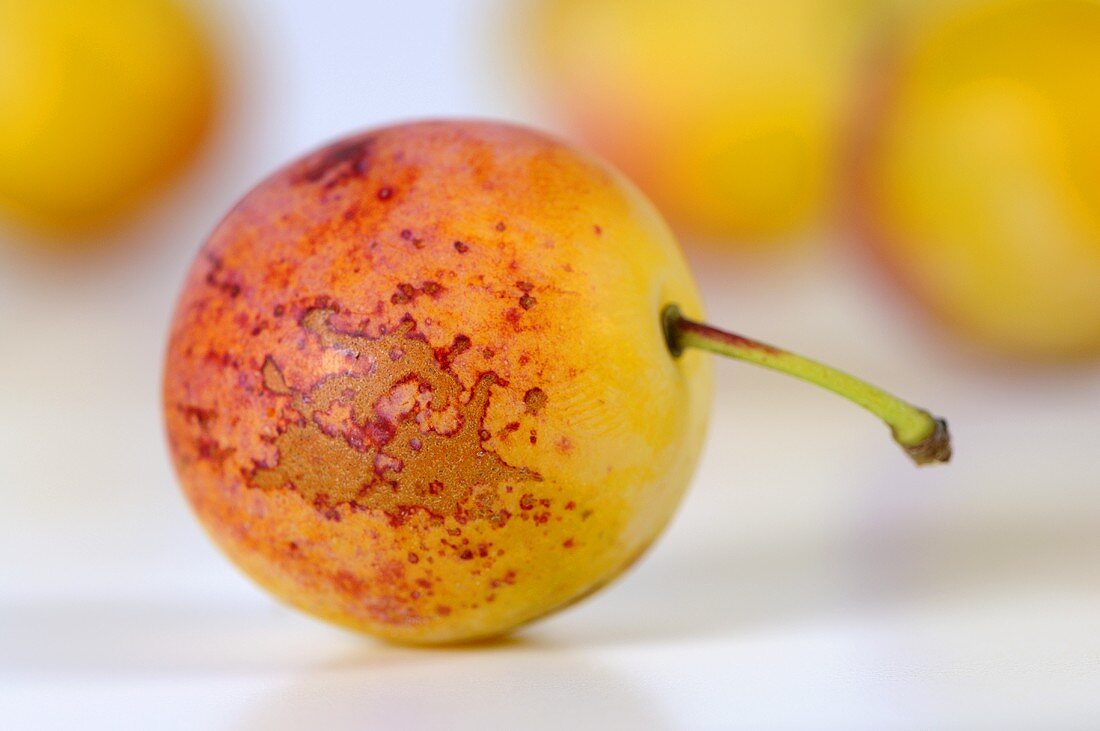 Yellow plum (close-up)