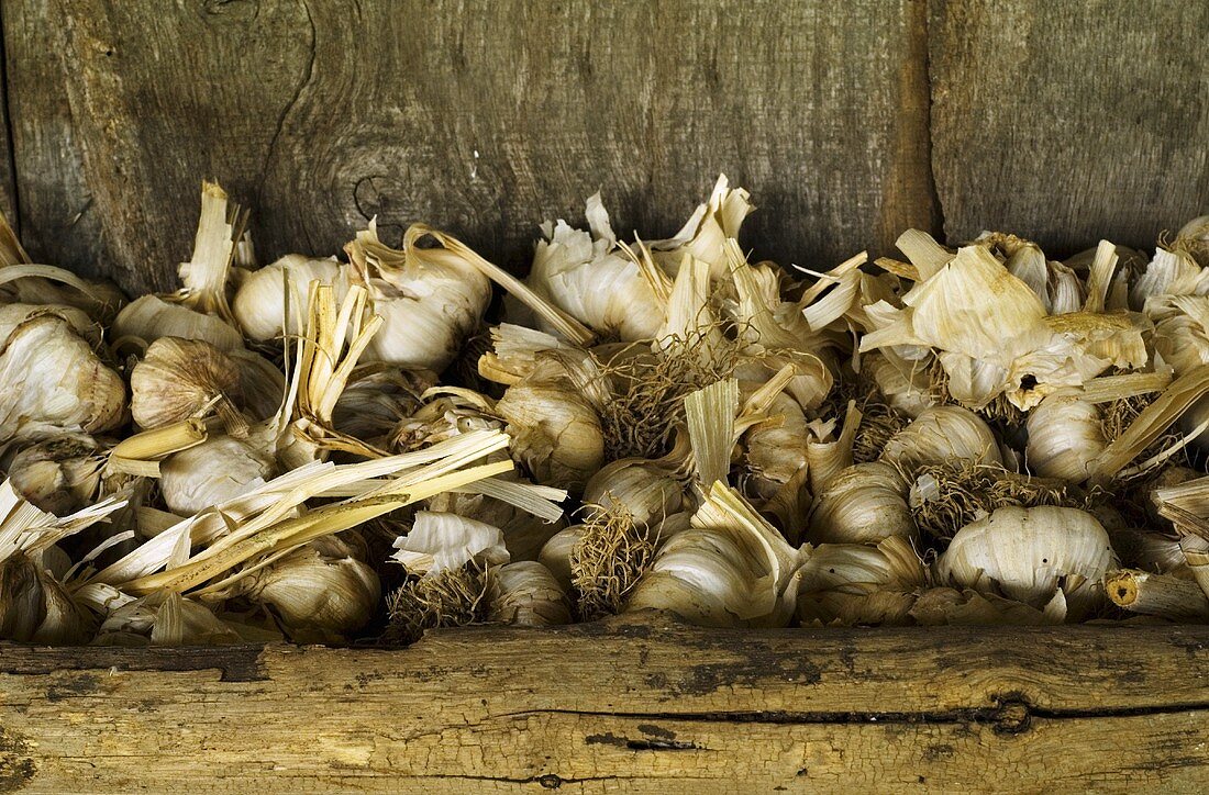 Knoblauch trocknen in Holzkiste