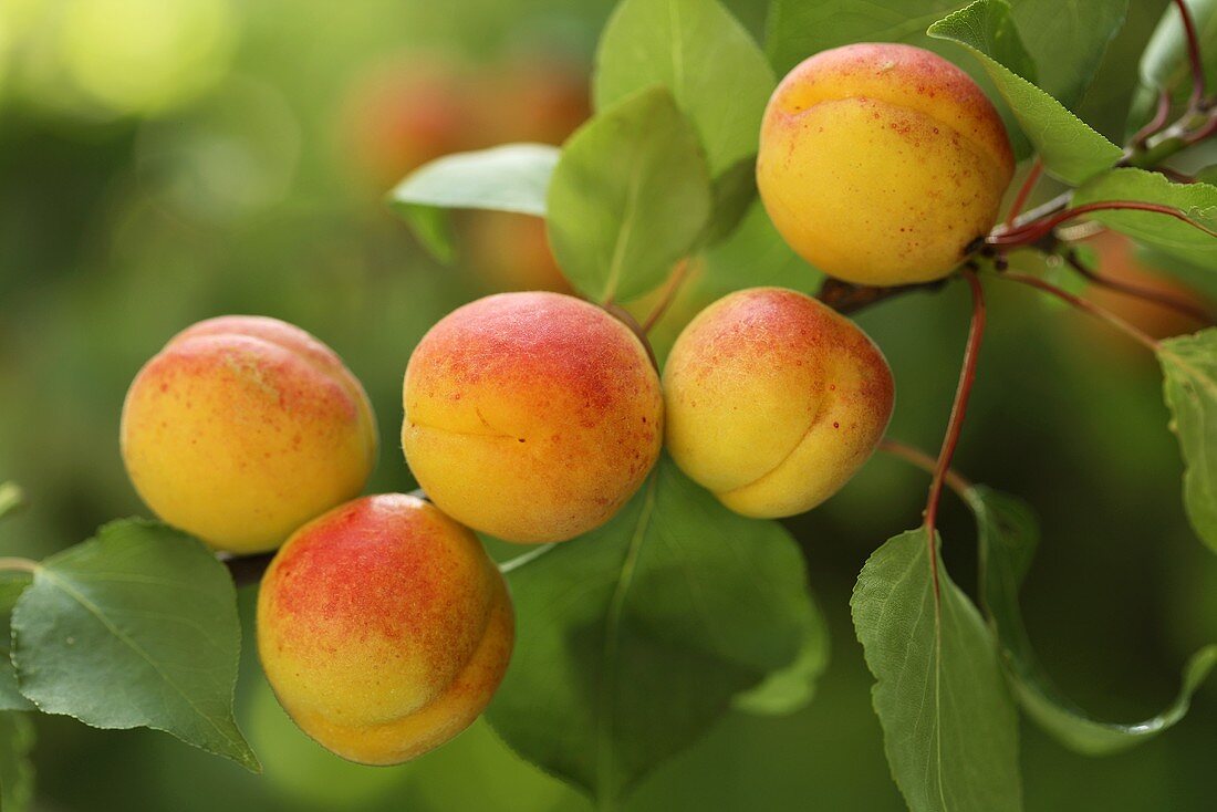 Apricots on the branch