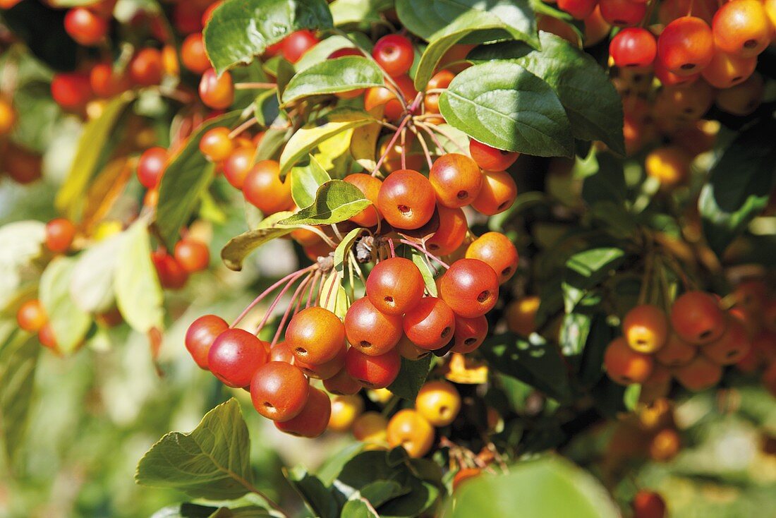 Crab apple tree (close-up)