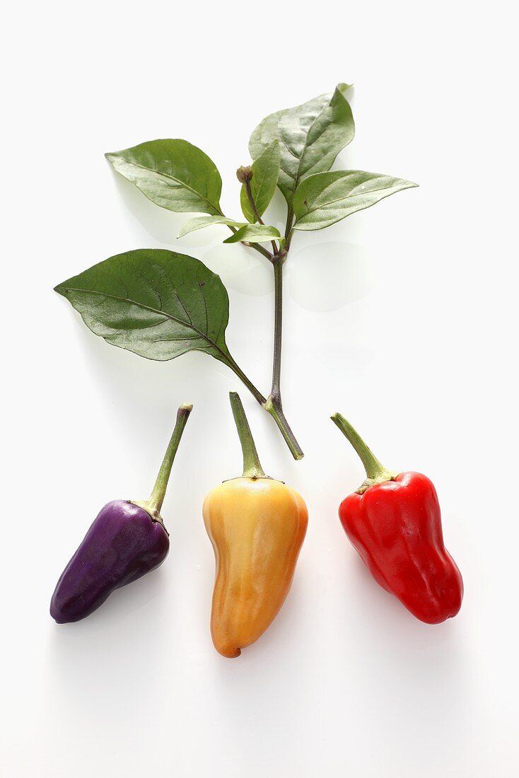 Different coloured chillies on white background