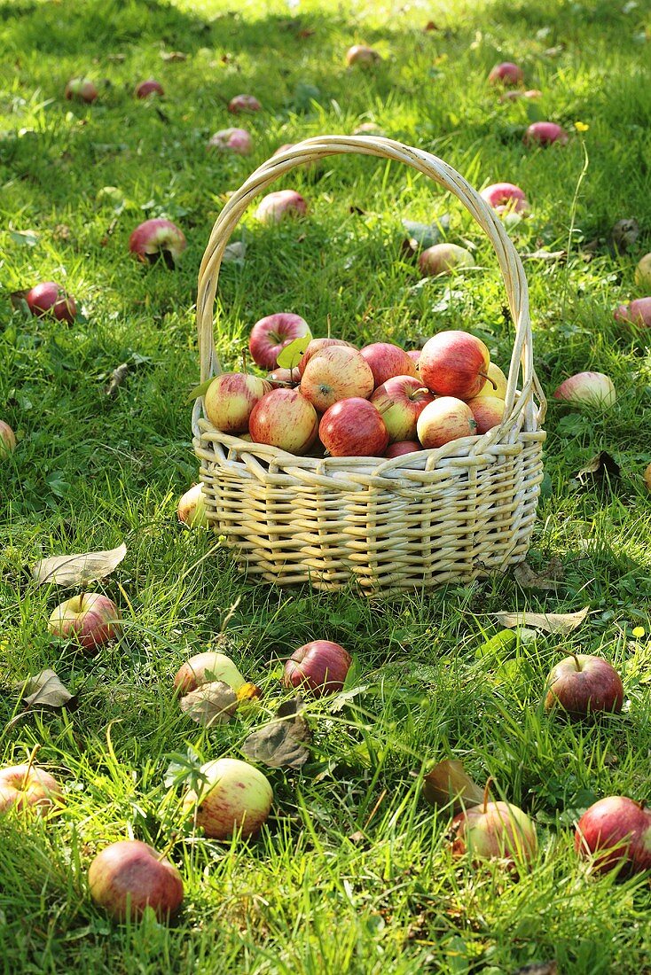 Frisch geerntete Äpfel im Korb