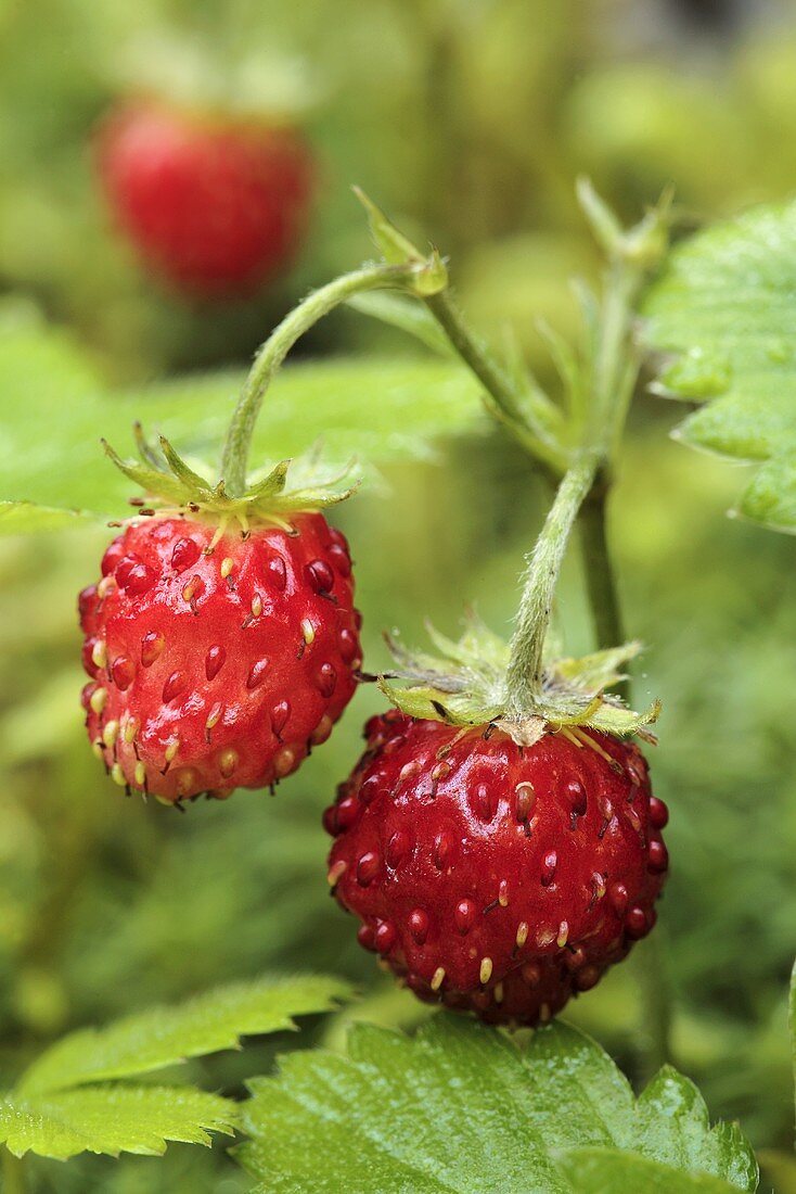 Wild strawberries