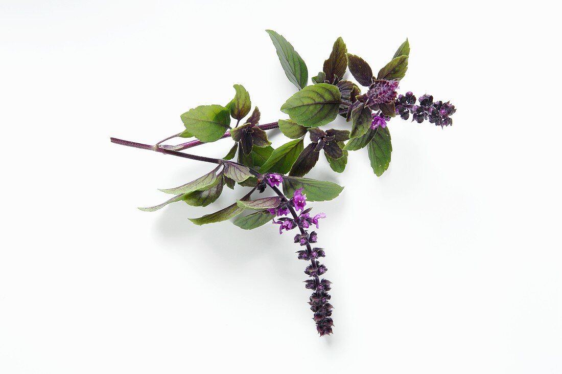 Basil with purple flowers