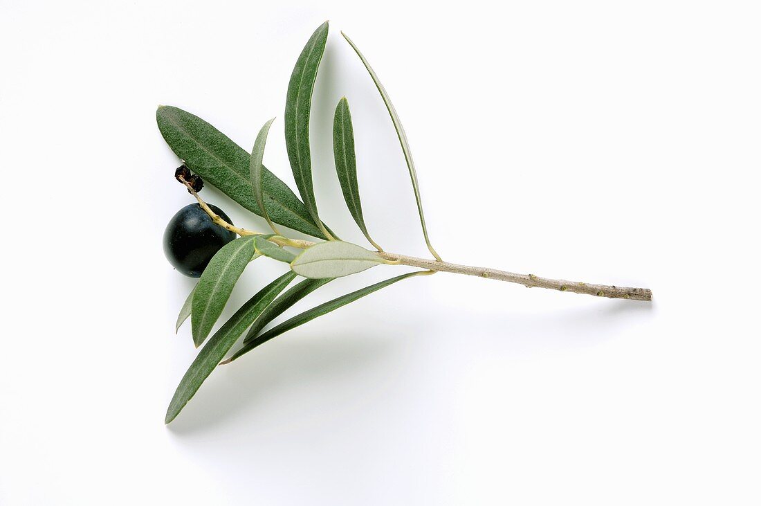 Olivenzweig mit schwarzer Olive