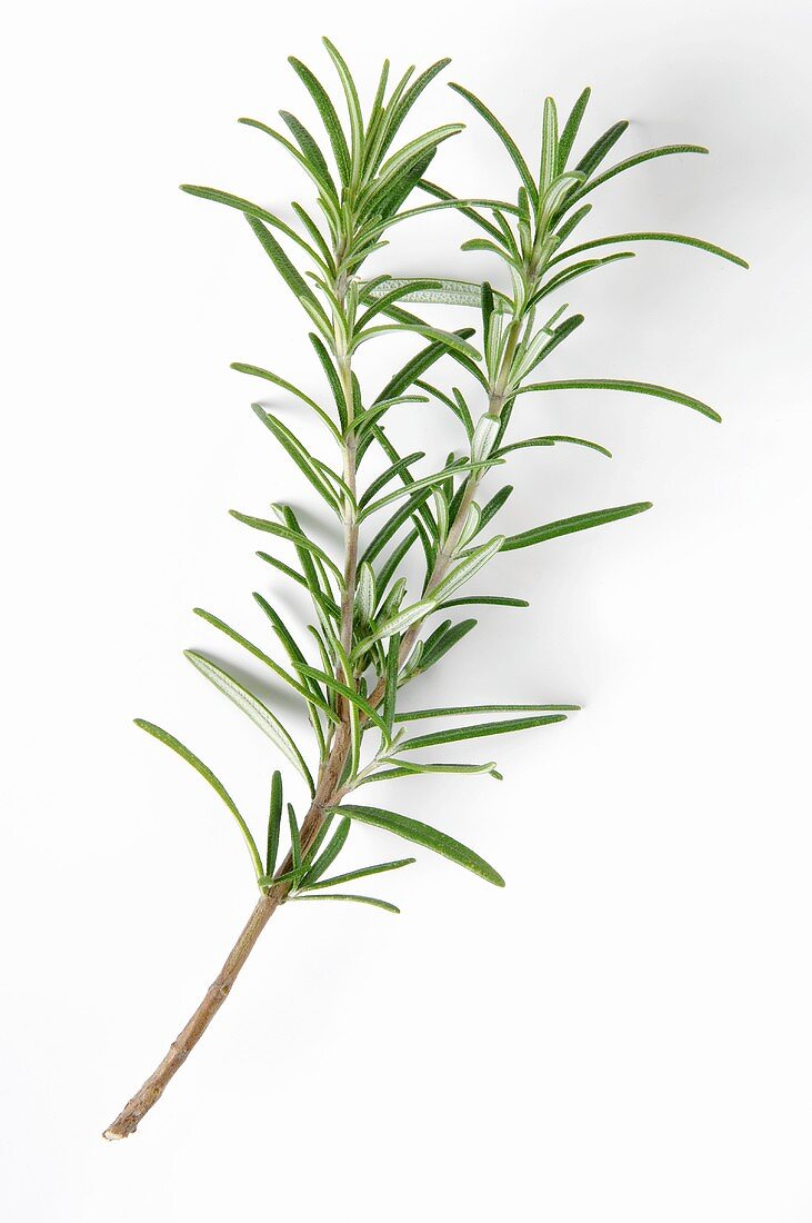 Fresh rosemary