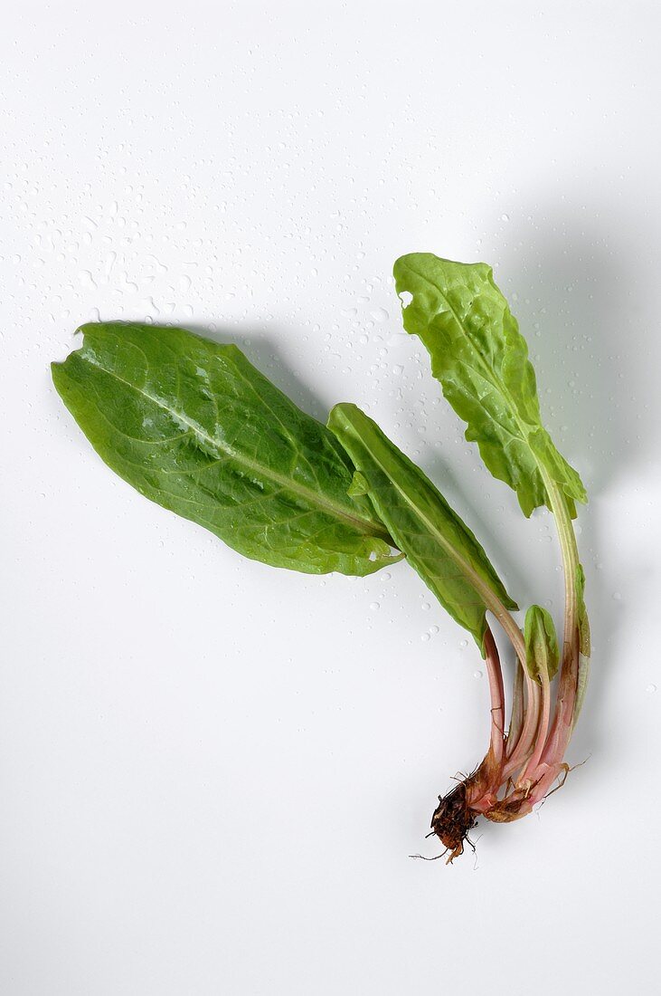 Spinach with roots