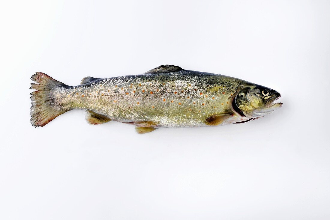 A brown trout