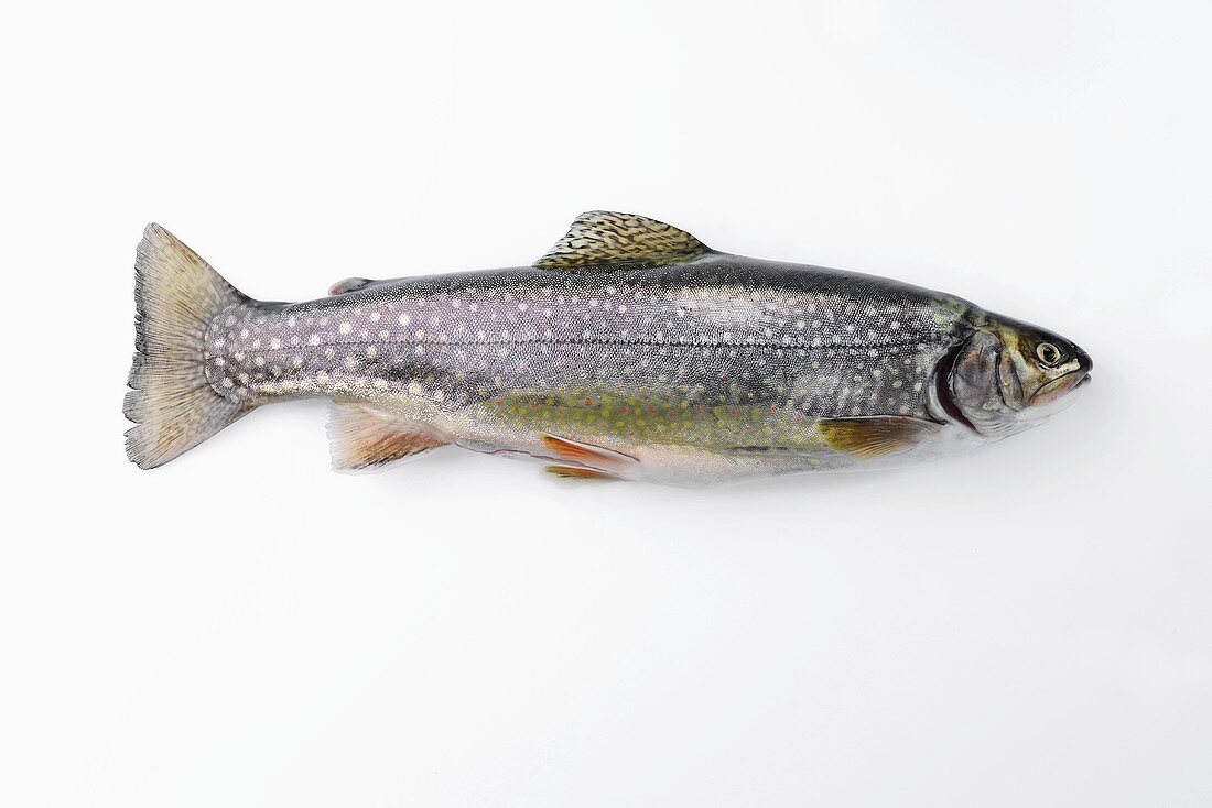 A brown trout