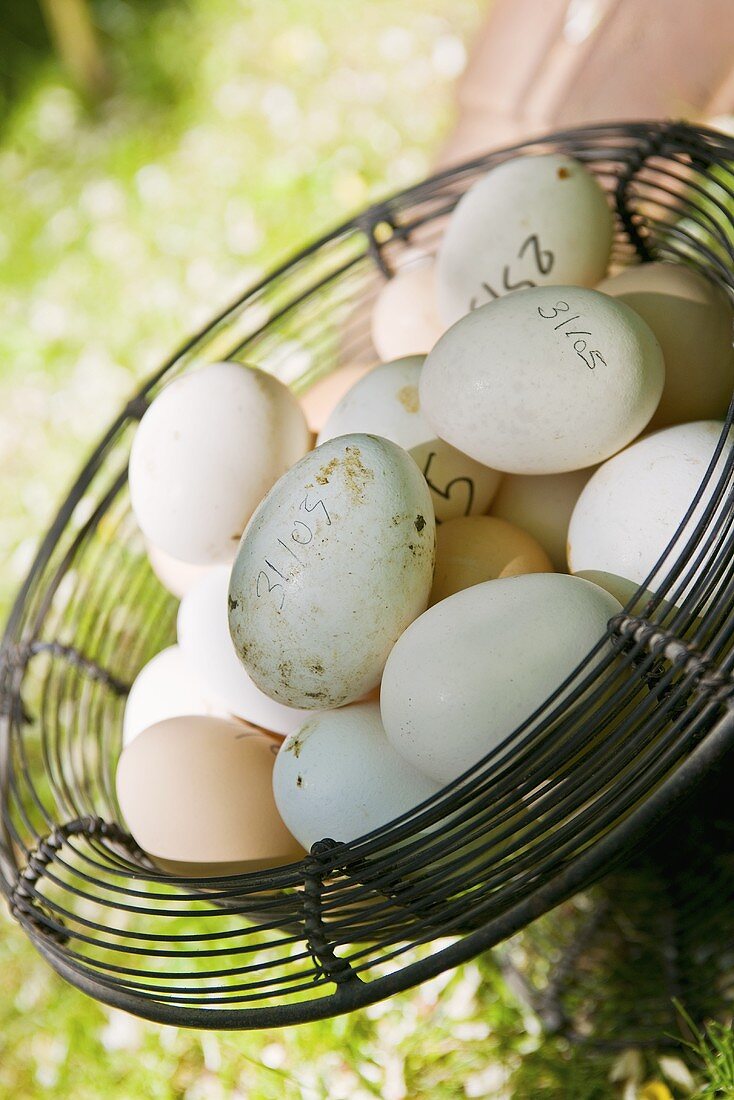 Fresh hens' eggs in wire basket