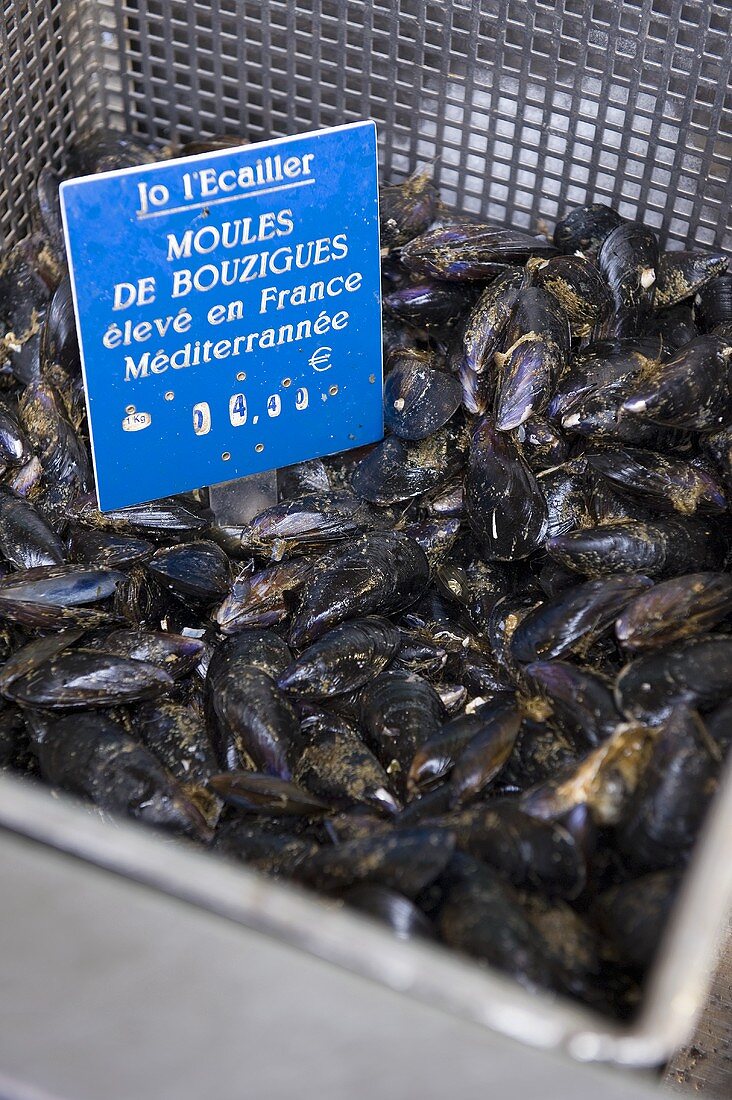 Fresh mussels in a container at a market (France)