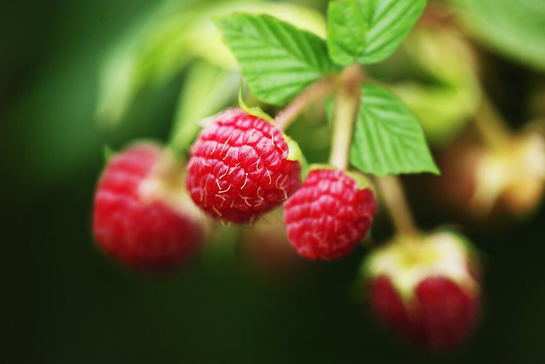 Raspberries on the plant