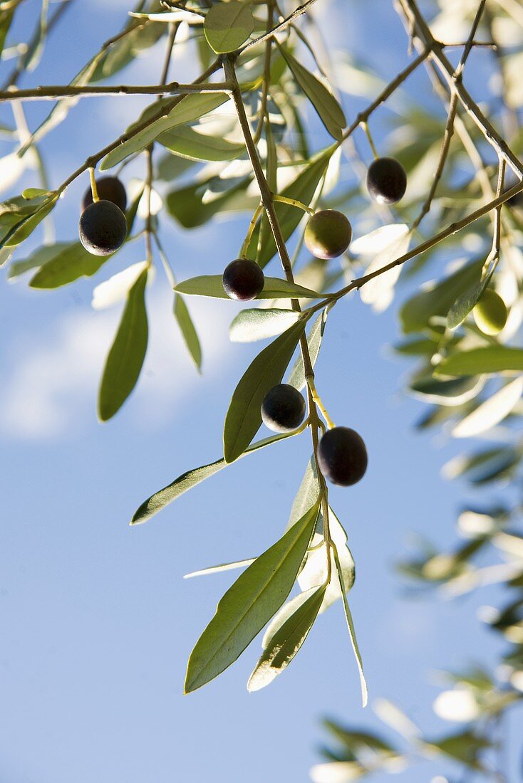 Oliven am Baum