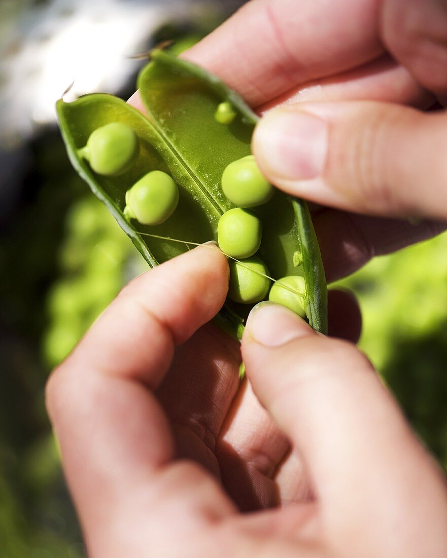 Shelling peas