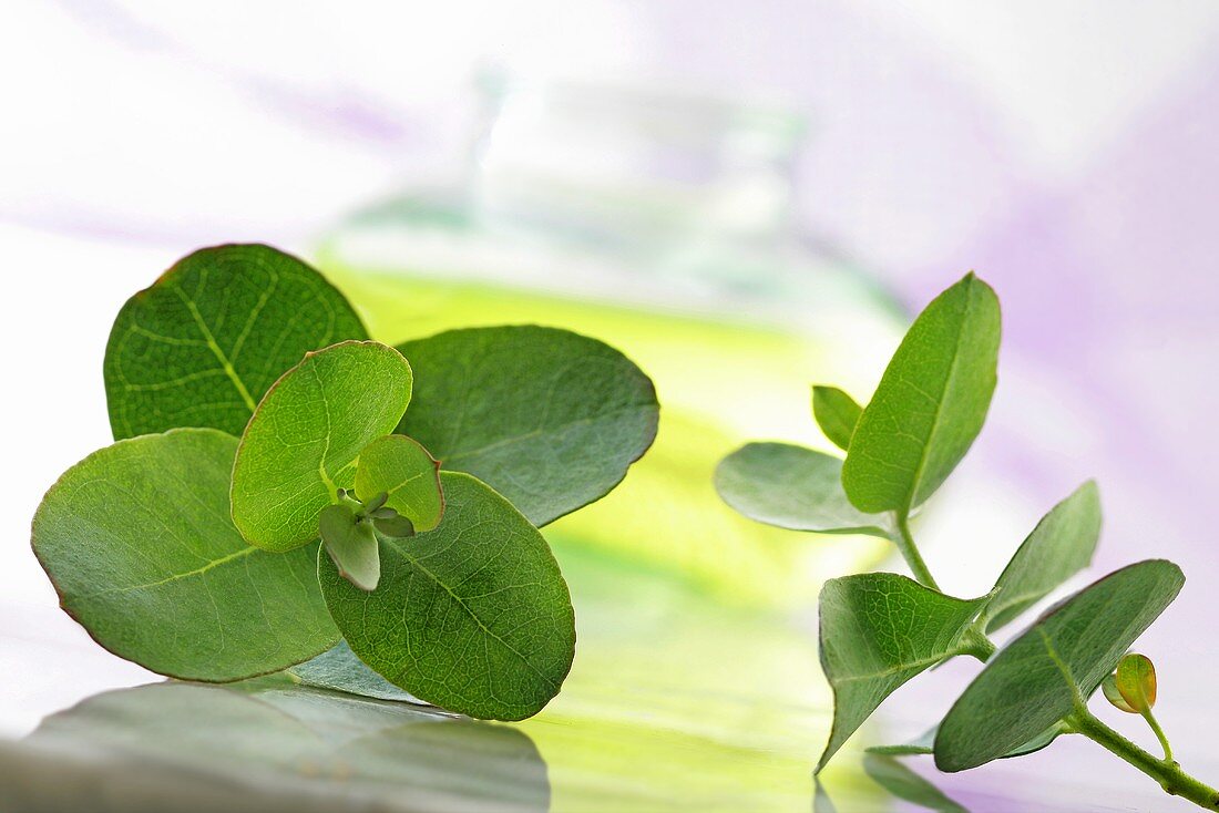 Eucalyptus leaves