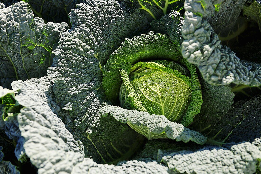 Savoy cabbage in the field