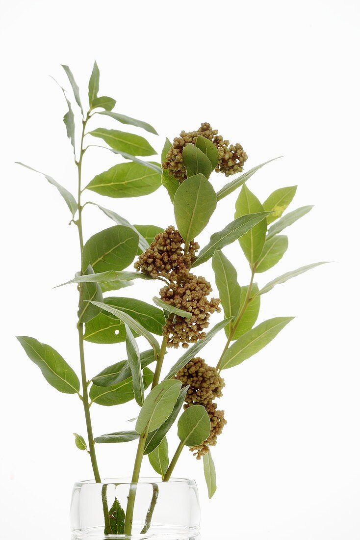 Branch of bay leaves with flowers