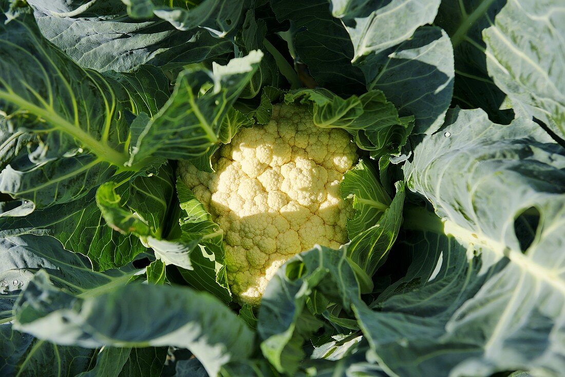 A cauliflower