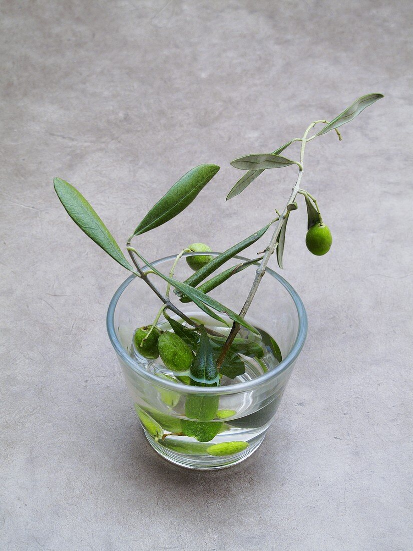 Olive sprig with olives