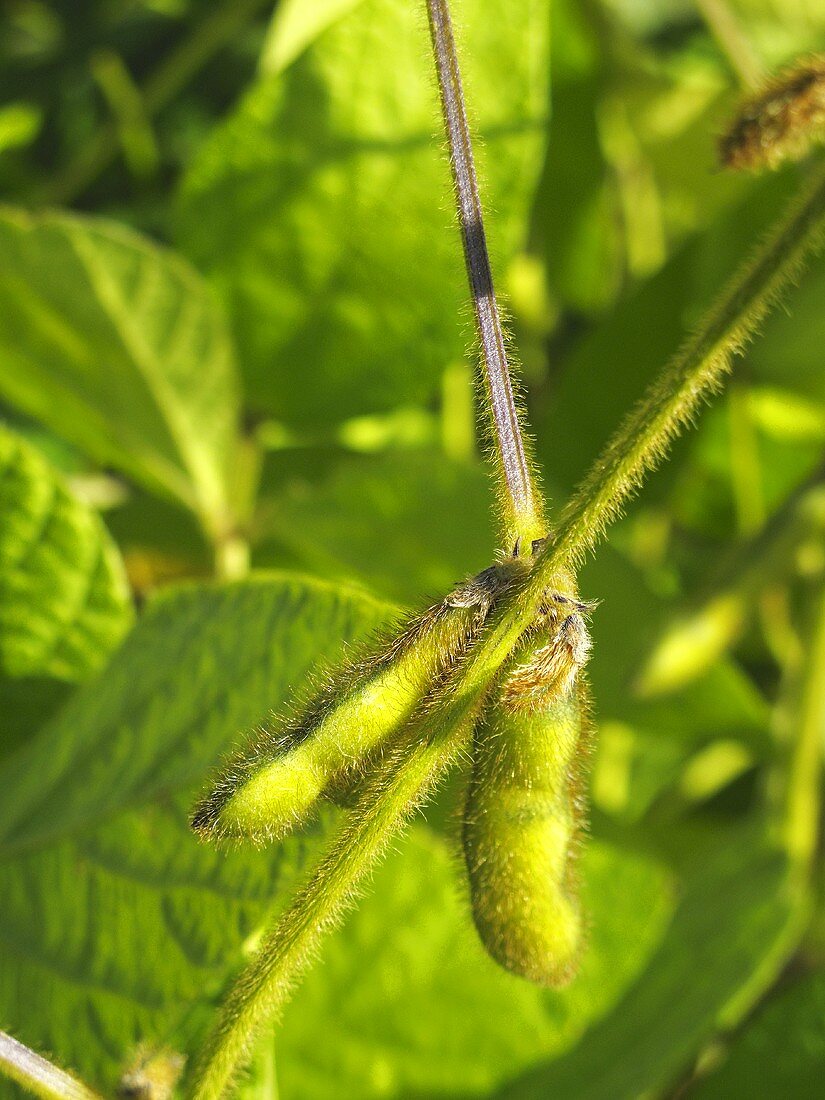 Soya bean pods on the plant