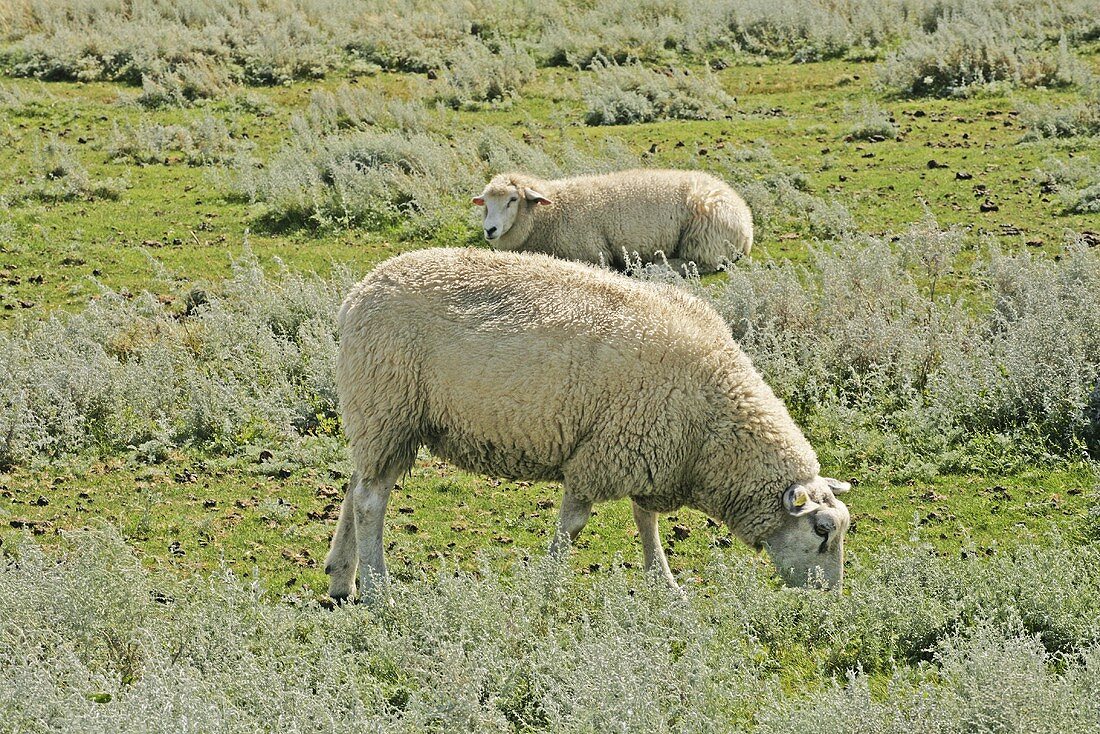 Salzwiesenlämmer auf der Weide