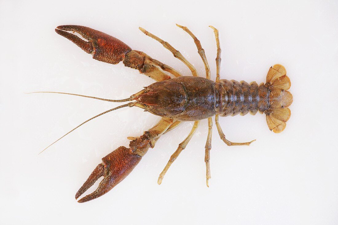 A freshwater crayfish