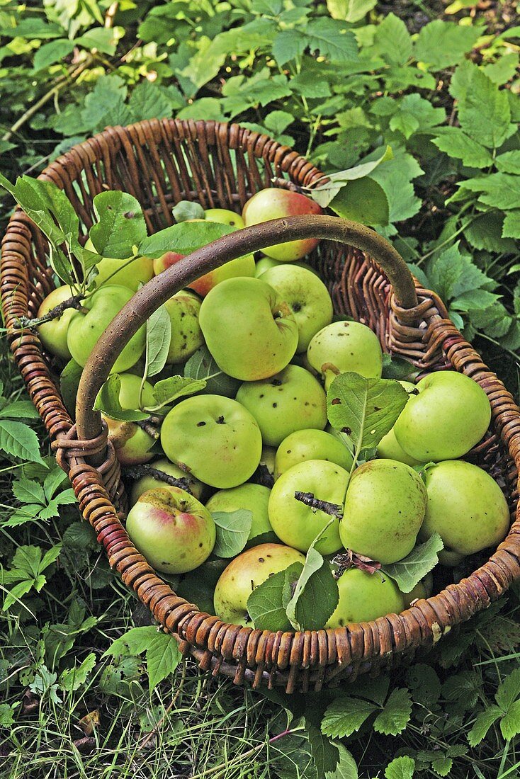 Viele Bio Granny Smith Äpfel im Korb auf Wiese