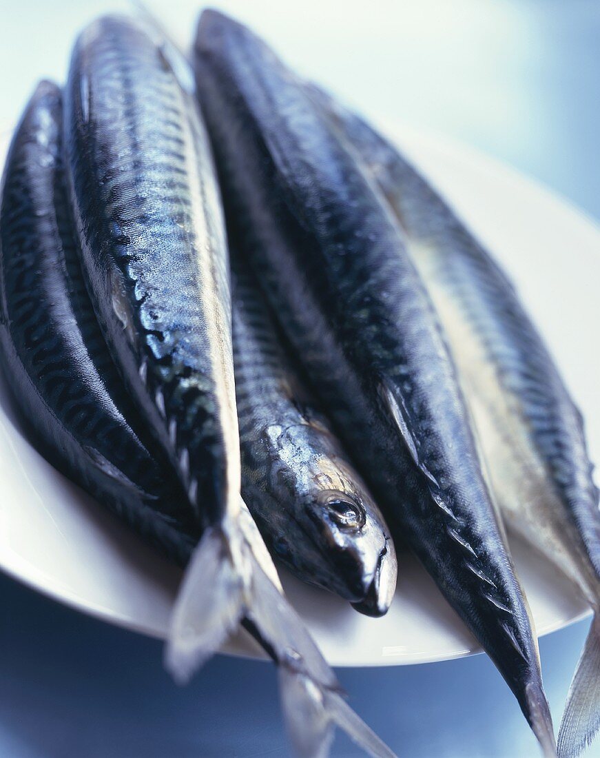 Mackerel