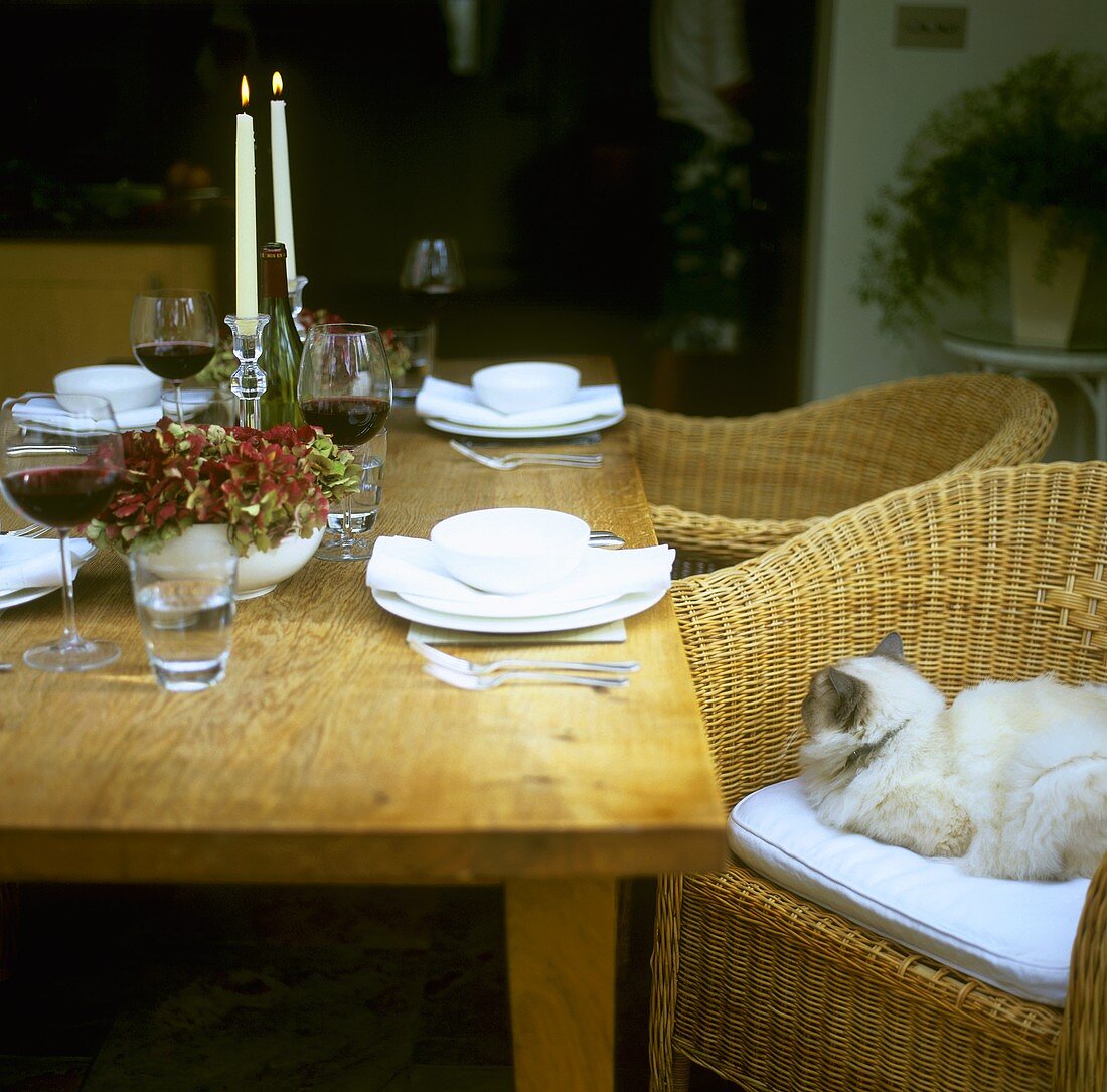 Katze sitzt im Rattansessel am gedeckten Tisch
