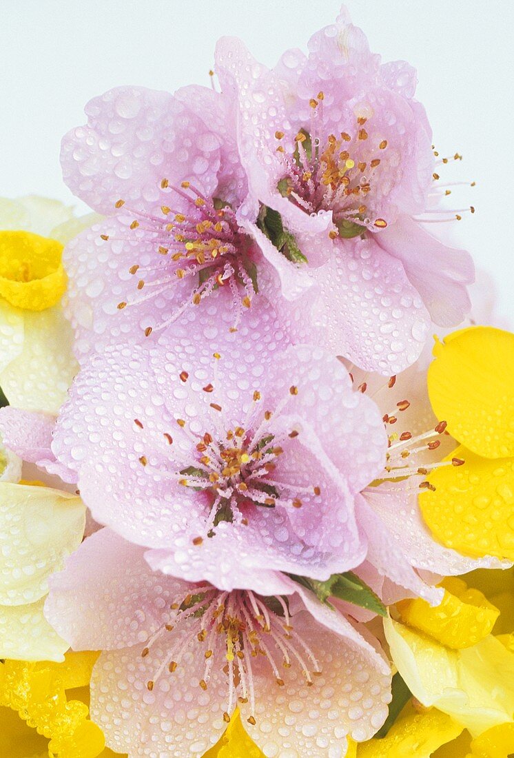 Spring flowers (pink cherry blossom, white & yellow narcissi)