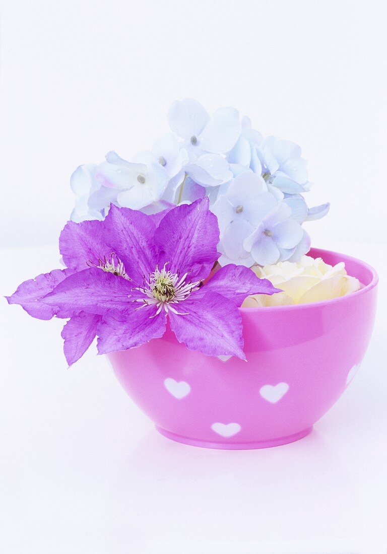 Clematis and hydrangea flowers in pink bowl