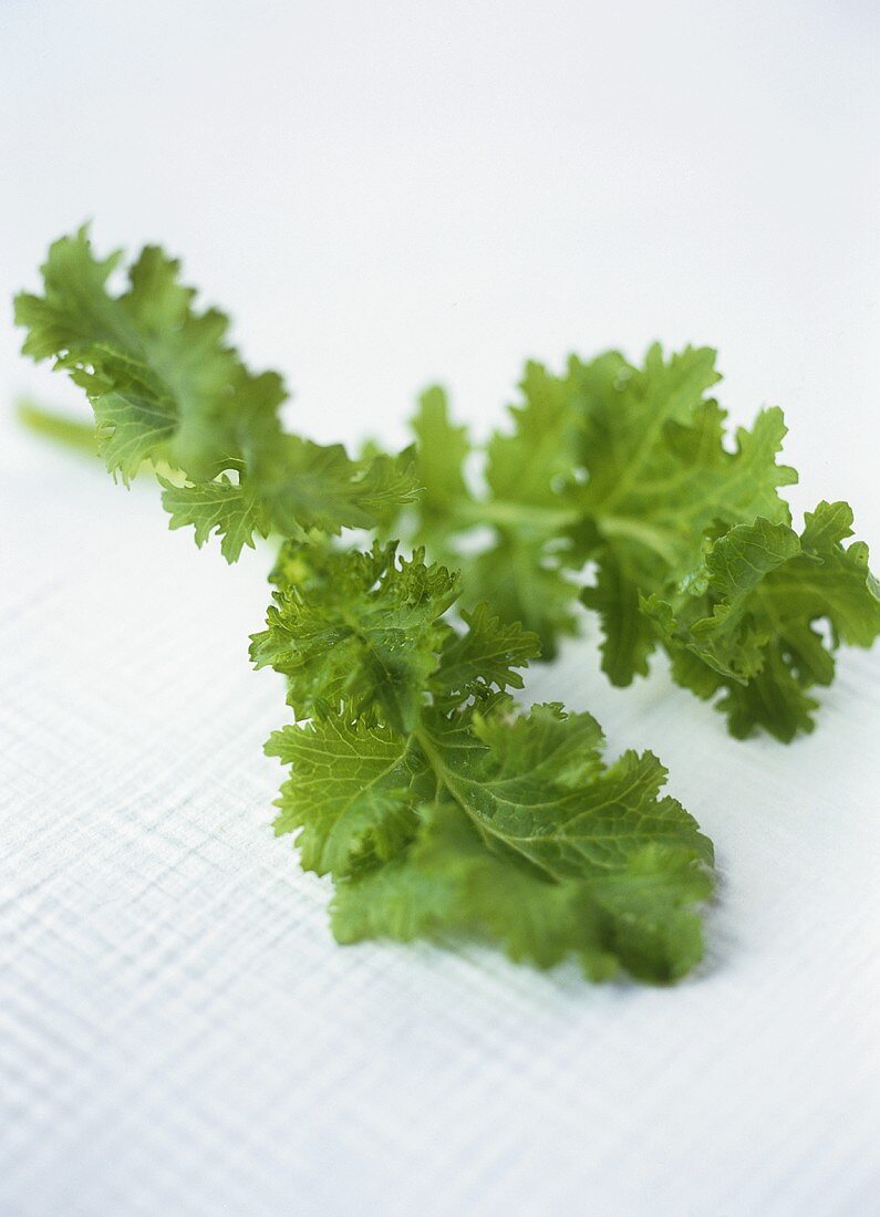 Tatsoi (Asian leafy vegetable)