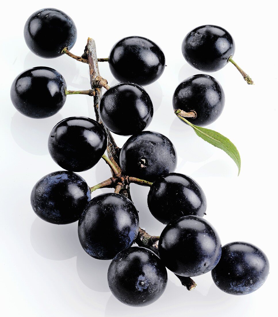 Sloe branch with sloes