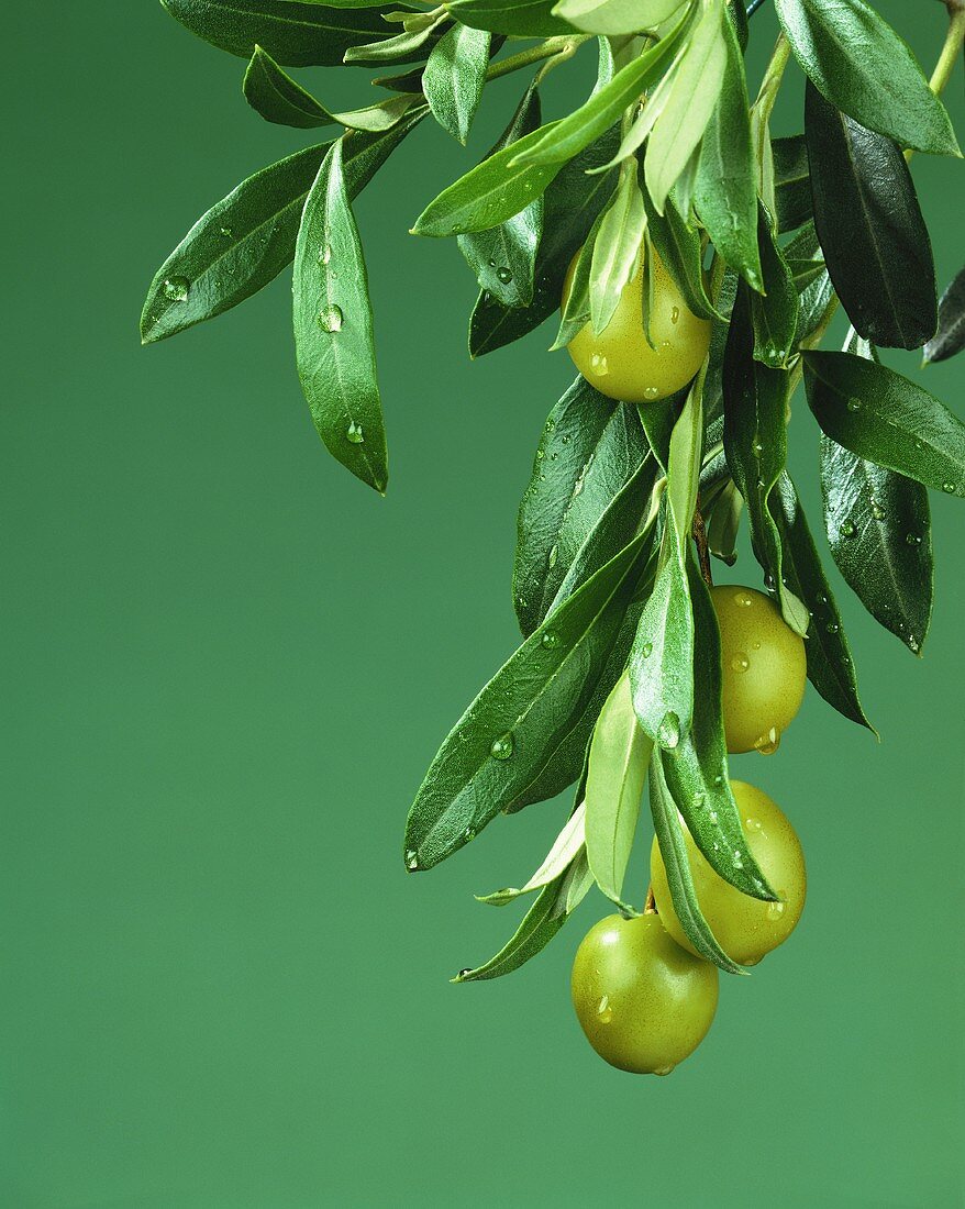 Grüne Oliven am Zweig