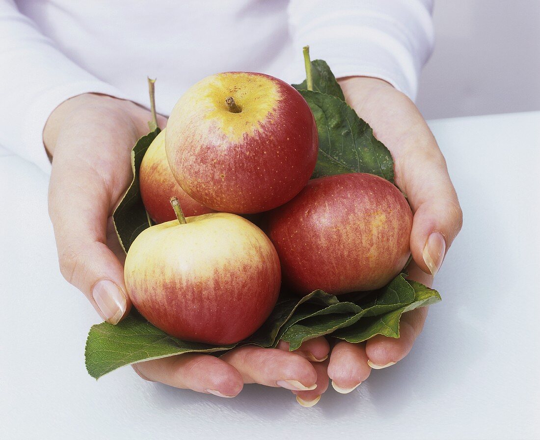 Hands holding organic apples