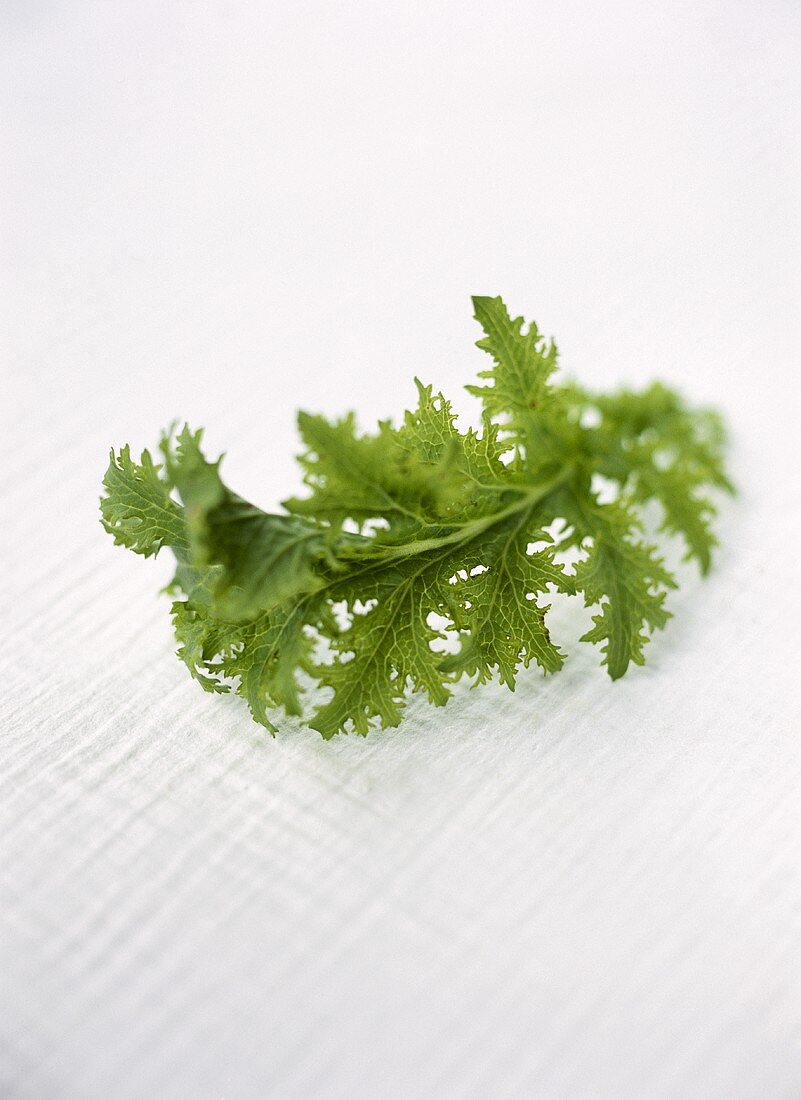 Tatsoi (Asian salad leaf or leafy vegetable)