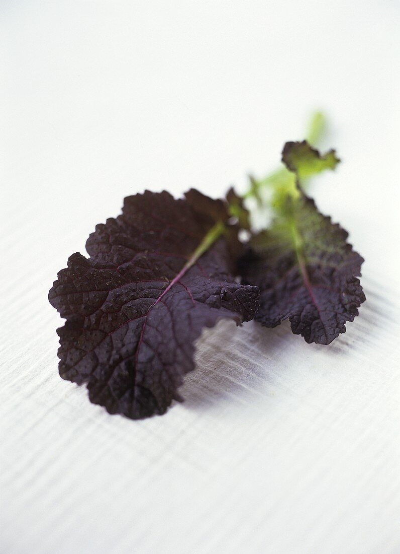 Zwei Blätter Roter Senfkohl (Red Mustard Giant)