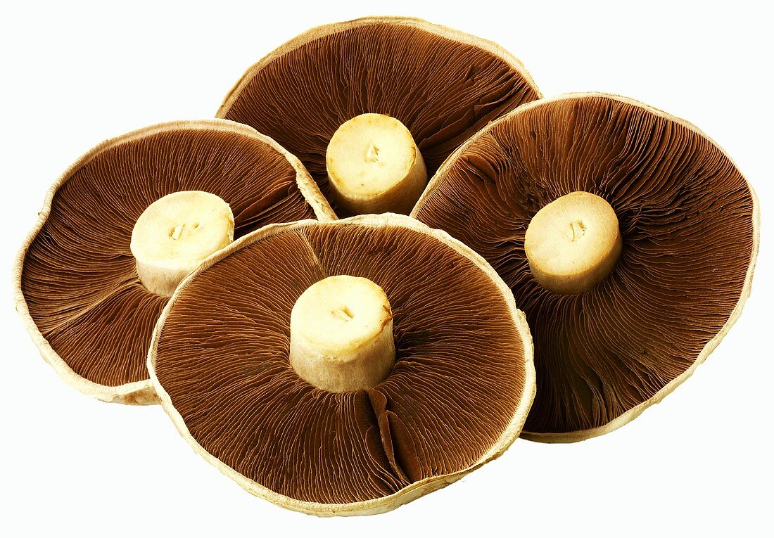 Four Portabella mushrooms (undersides)