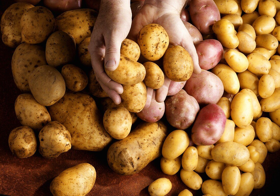 Hands holding potatoes