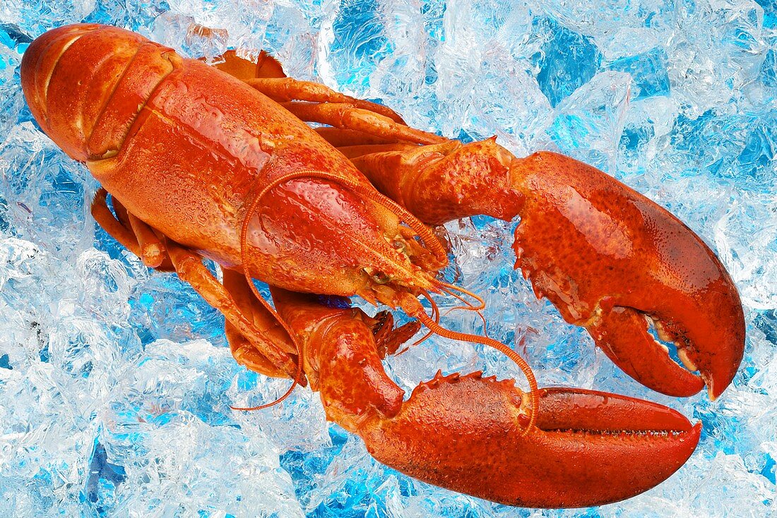 Lobster on crushed ice