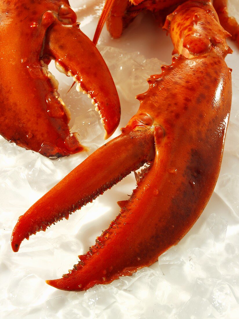 Cooked lobster claws on ice