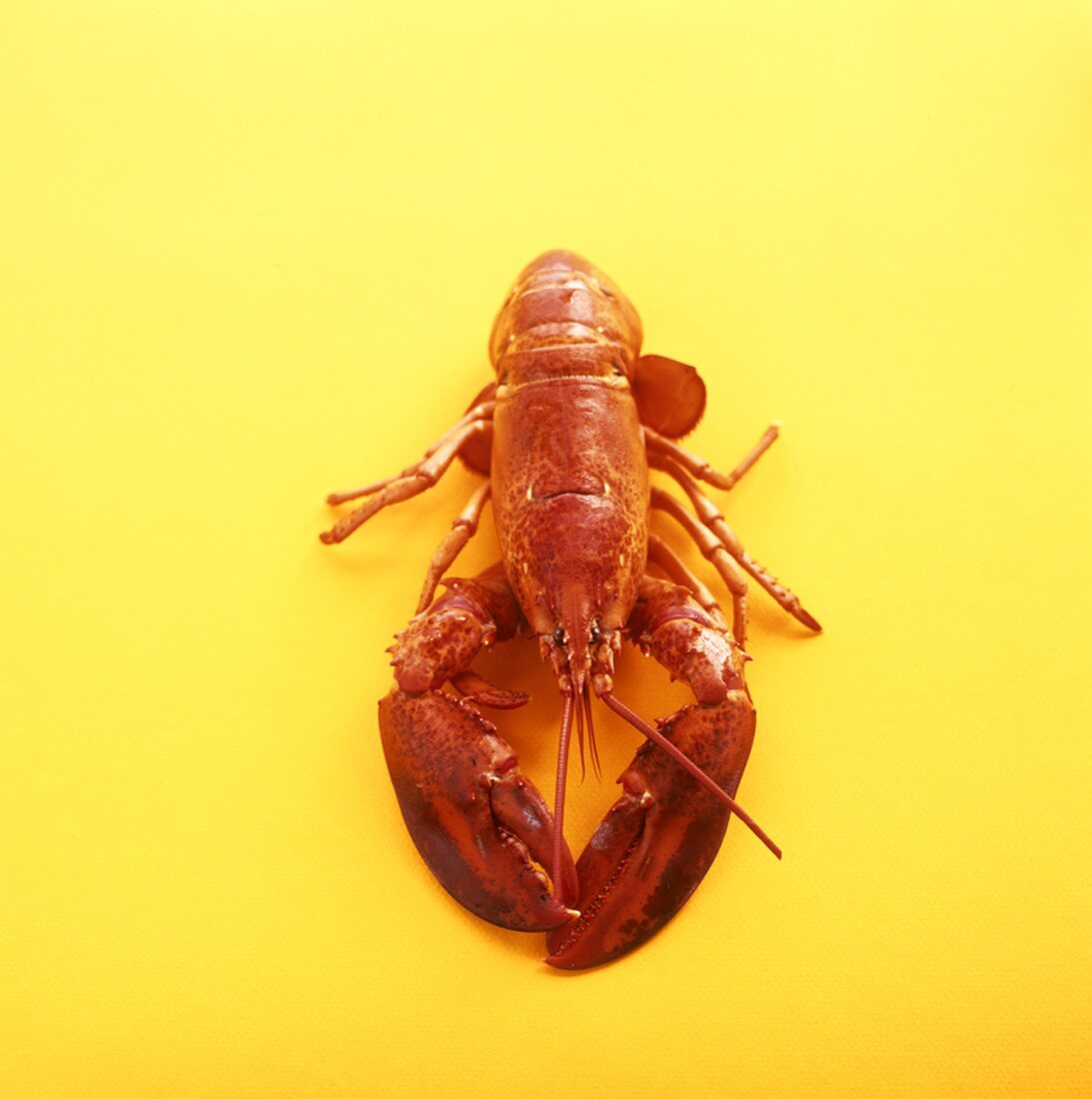 A cooked lobster on a yellow background